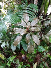Dendropanax arboreus