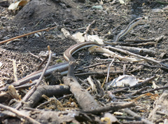 Psammophis subtaeniatus