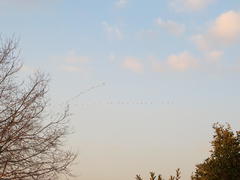 Threskiornis aethiopicus