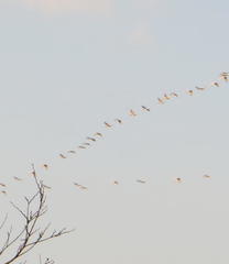 Threskiornis aethiopicus