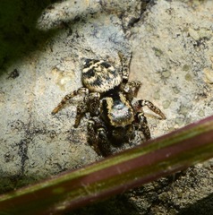 Salticidae