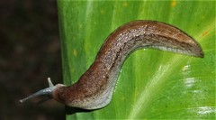 Urocyclus kirkii