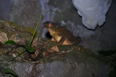 Phrynoidis asper