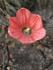 Brachychiton megaphyllus