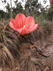 Brachychiton megaphyllus