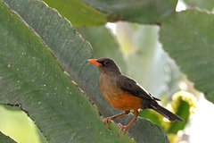 Turdus abyssinicus