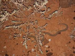 Pygopus schraderi