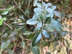 Jasminum didymum racemosum