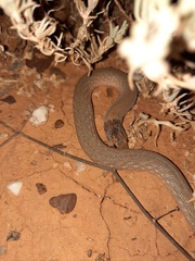 Pygopus schraderi
