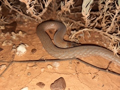 Pygopus schraderi