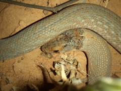 Pygopus schraderi