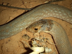 Pygopus schraderi