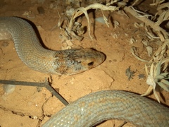 Pygopus schraderi