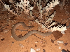 Pygopus schraderi