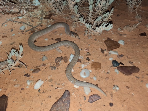 Eastern Scaly-foot, Pygopus schraderi