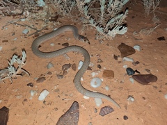 Pygopus schraderi