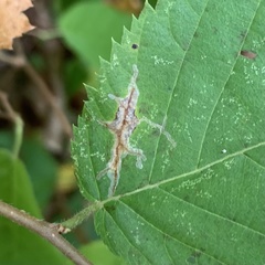 Caloptilia ostryaeella