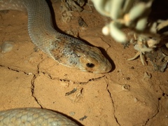 Pygopus schraderi