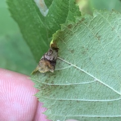 Caloptilia ostryaeella