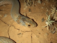 Pygopus schraderi