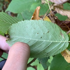 Caloptilia ostryaeella