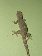 Homopholis walbergii