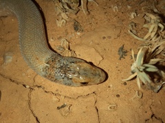 Pygopus schraderi
