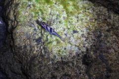 Striuntius lateristriga