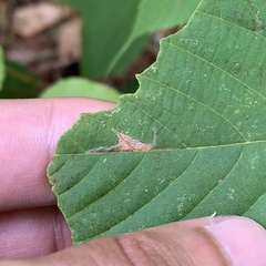 Caloptilia ostryaeella