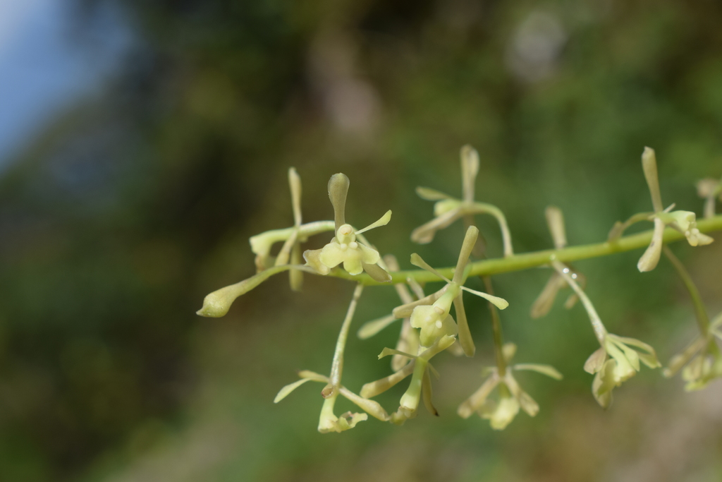 Epidendrum ampliracemum C.Schweinf.