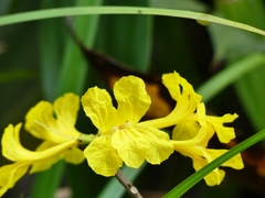Handroanthus capitatus