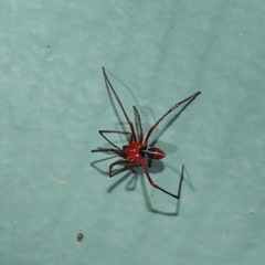Dimidamus dimidiatus