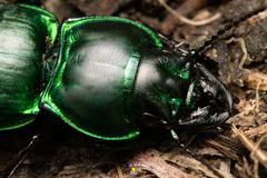 Pasimachus mexicanus