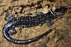 Plethodon ouachitae