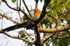 Zanclostomus javanicus