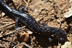 Plethodon ouachitae
