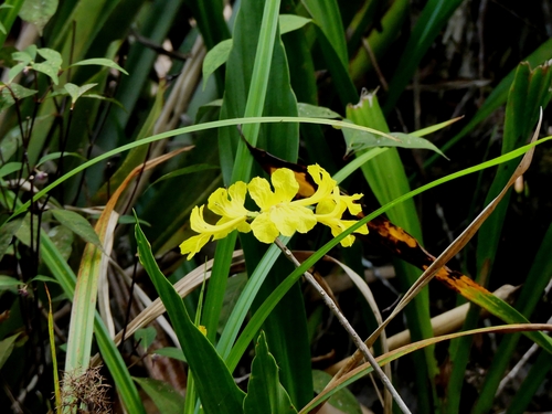 Handroanthus capitatus, photograph 4