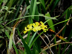 Handroanthus capitatus