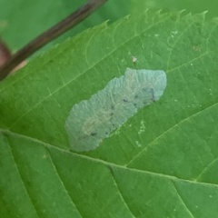 Phyllonorycter tritaenianella