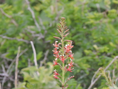 Lopezia trichota