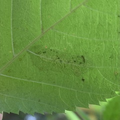 Phyllonorycter tritaenianella