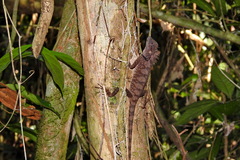 Calotes emma