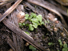 Riccia beyrichiana