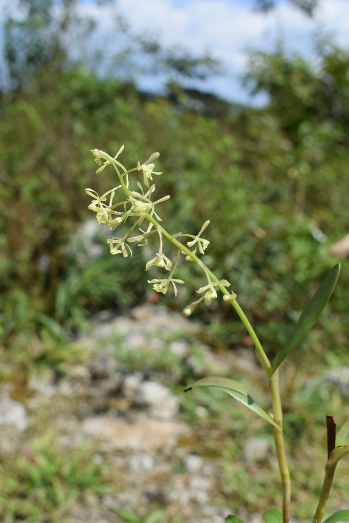 Epidendrum ampliracemum C.Schweinf. 2