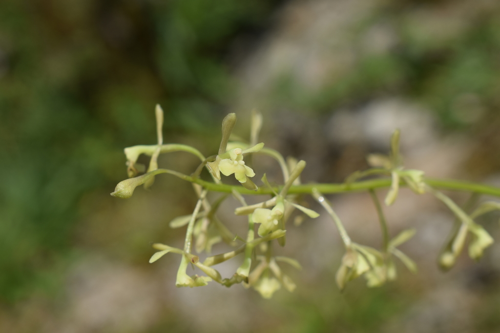 Epidendrum ampliracemum C.Schweinf. 3