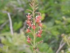 Lopezia trichota