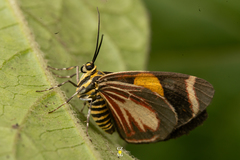Eutrepsia haemataria