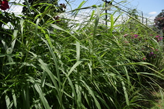 Tripsacum dactyloides