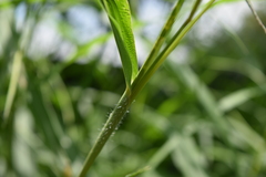 Tripsacum dactyloides