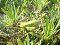 Tenodera sinensis